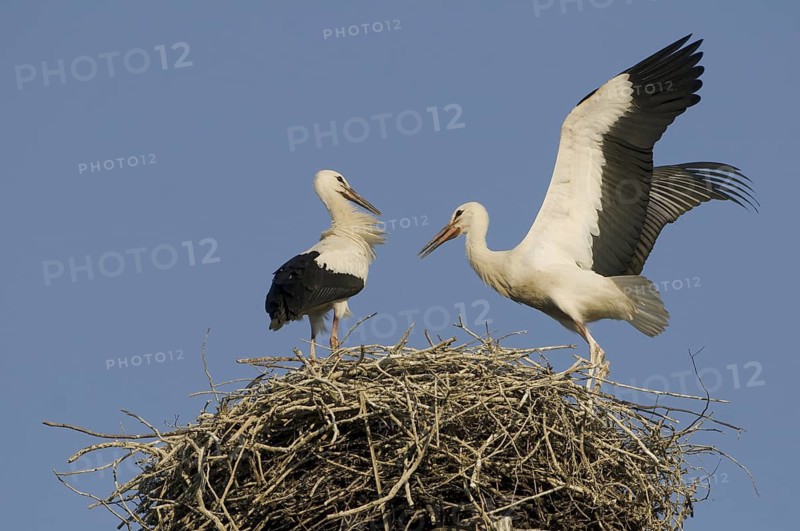 White Stork (Ciconia ciconia) nest, Saxony, Germany