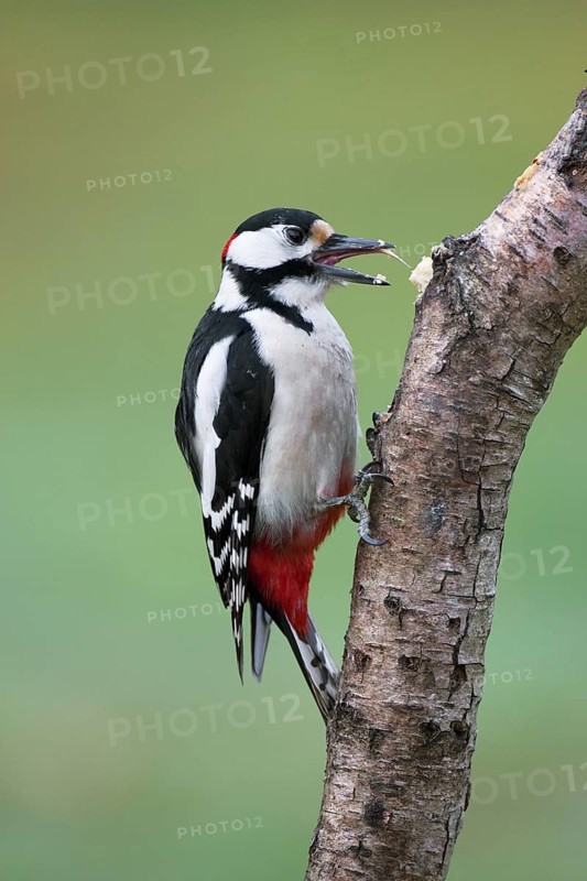 Great Spotted Woodpecker (Dendrocopos major) male, Brandenburg, Germany