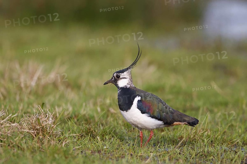 Northern Lapwing (Vanellus vanellus) male, North Rhine-Westphalia, Germany
