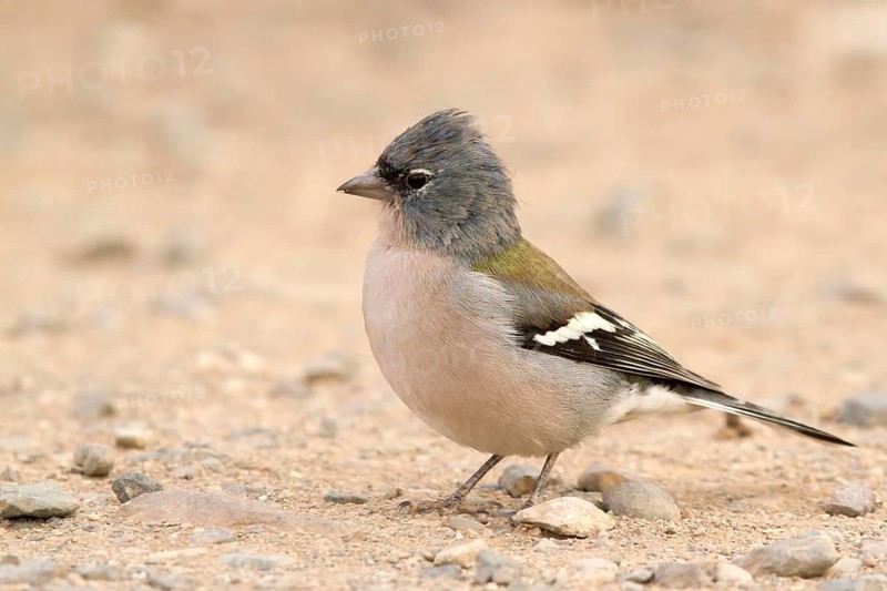 Common Chaffinch (Fringilla coelebs africana) male, Morocco