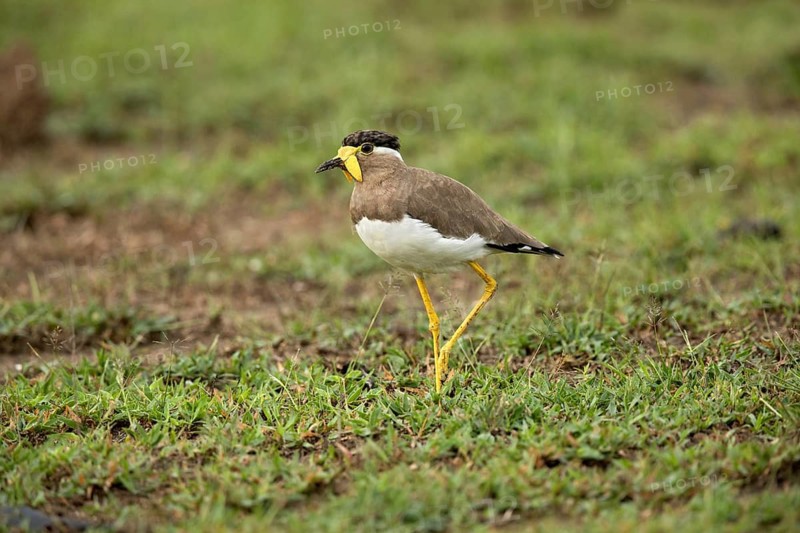 Yellow-wattled Lapwing (Vanellus malabaricus) perched on the ground, Udawalawe National Park, Sri Lanka