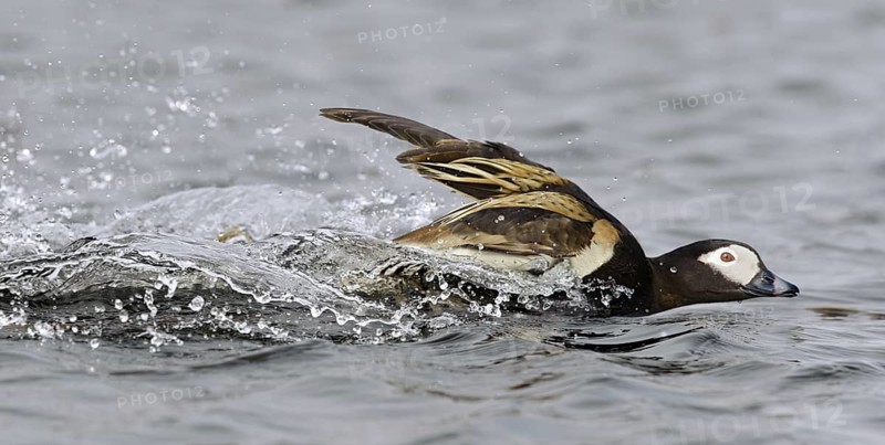 Long-tailed Duck (Clangula hyemalis) male, Alaska, USA