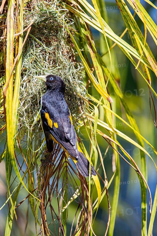 Yellow-rumped cacique (Cacicus cela) Pantanal Brazil