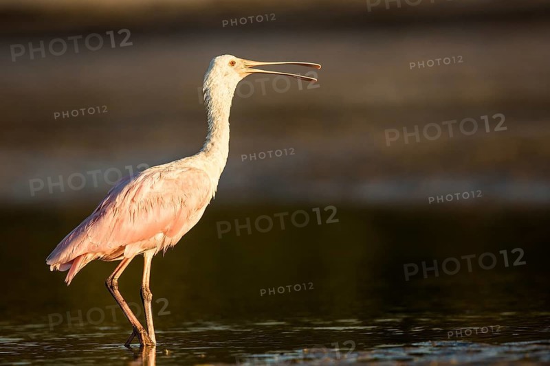 Roseate Spoonbill (Platalea ajaja) foraging in shallow water, Florida, USA