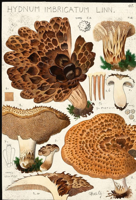 Mushroom, fungi, Hydnum imbricatum hawk mushroom, authentic reproduction of an illustration by Hans Walty (1868-1948) from about 1915, historical