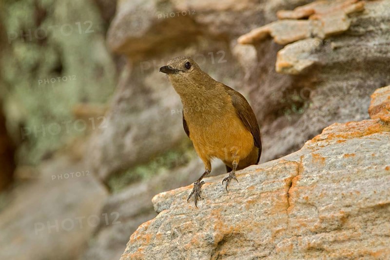 Sandstone Shrikethrush (Colluricincla woodwardi), Northern Territory, Australia