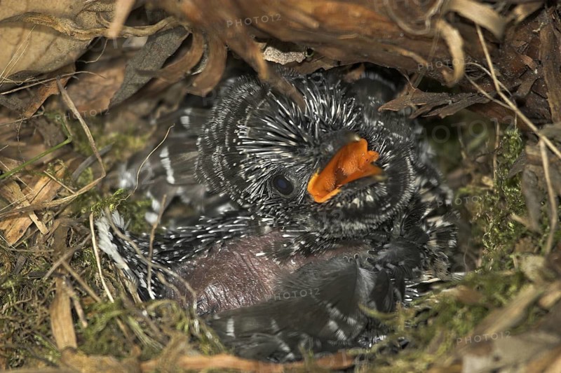 Common Cuckoo (Cuculus canorus) juvenile, Castile and Leon, Spain