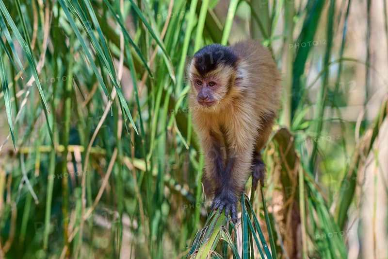 Capuchin monkey standing on a branch in a lush forest full of green leaves, Capuchin monkey (Sapajus apella), Pantanal, Mato Grosso, Brazil