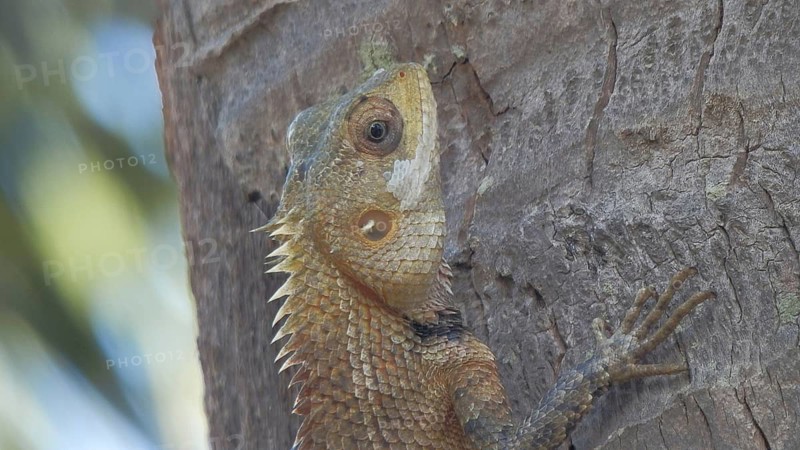 Close-up of a bloodsucker agama (Calotes versicolor) on a tree trunk in the wild, Sri Lanka