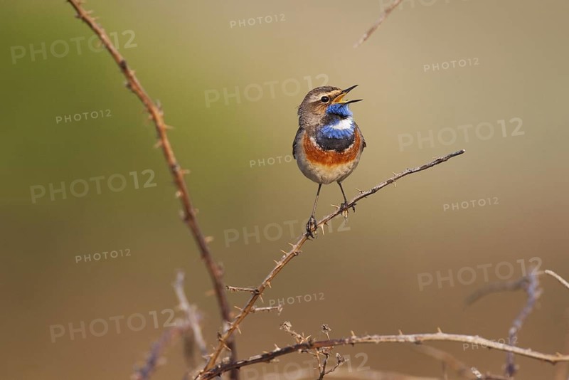 Bluethroat (Luscinia svecica cyanecula) male singing, Texel, Netherlands