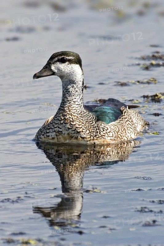 Green Pygmy Goose (Nettapus pulchellus) female, Northern Territory, Australia