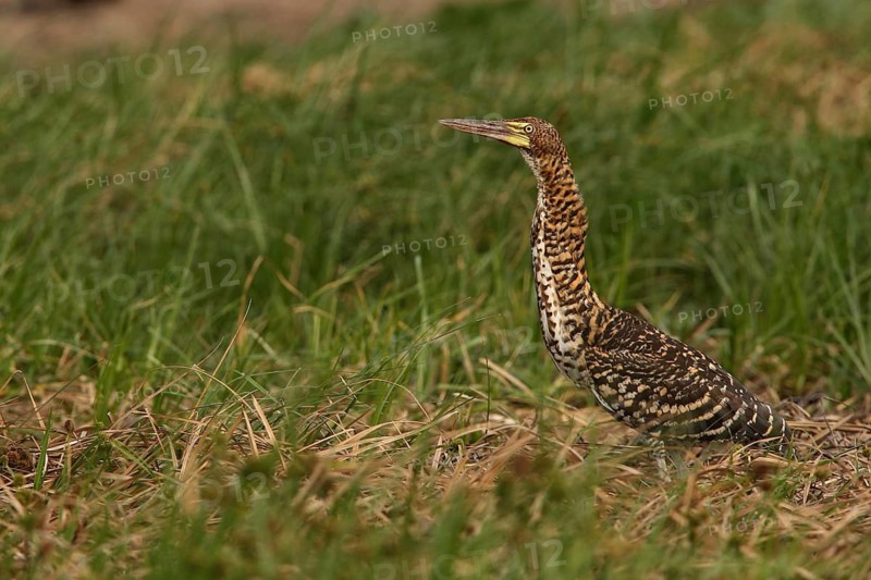 Rufescent Tiger Heron (Tigrisoma lineatum) juvenile perched on the ground, Los Llanos, Venezuela