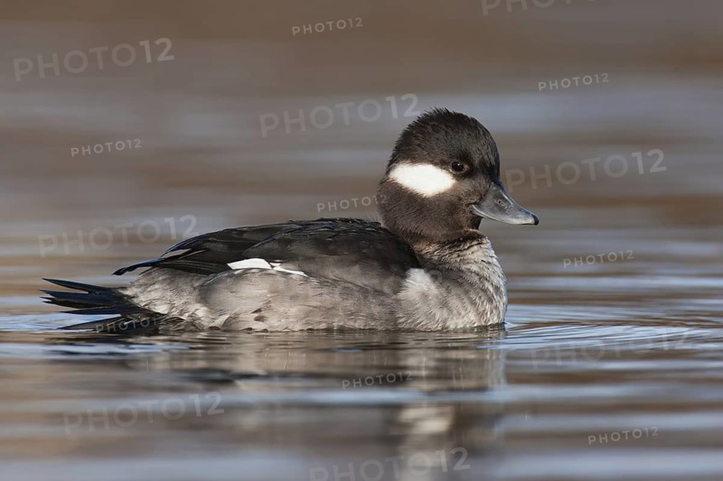 Bufflehead (Bucephala albeola) female, British Columbia, Canada