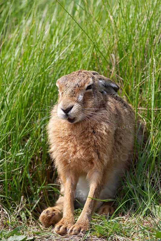 European brown hare (Lepus europaeus) sleepy adult animal in grassland, England, United Kingdom