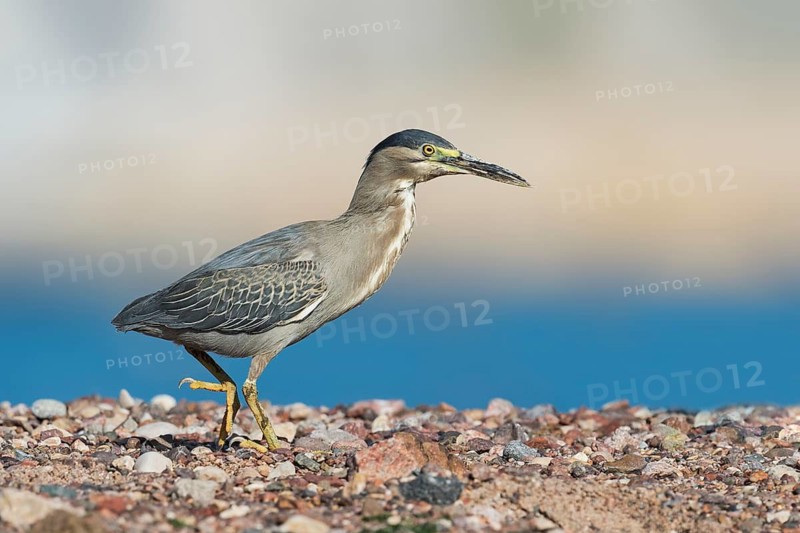 Striated Heron (Butorides striata), Eilat, Israel