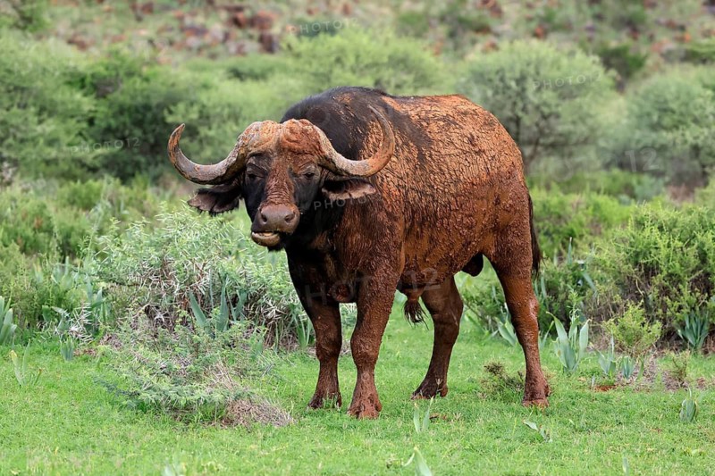 Cape buffalo (Syncerus caffer), adult, foraging, Mokala National Park, Northern Cape, South Africa