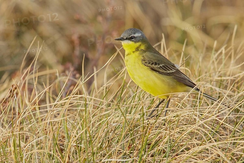 Eastern Yellow Wagtail (Motacilla tschutschensis) perched on the tundra in Nome, Alaska