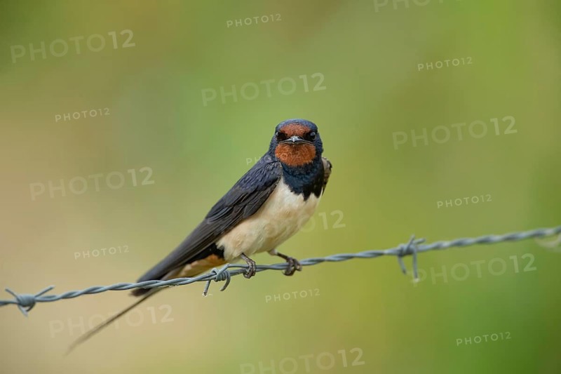 Barn swallow (Hirundo rustica) adult bird on a barbed wire fence in summer, England, United Kingdom