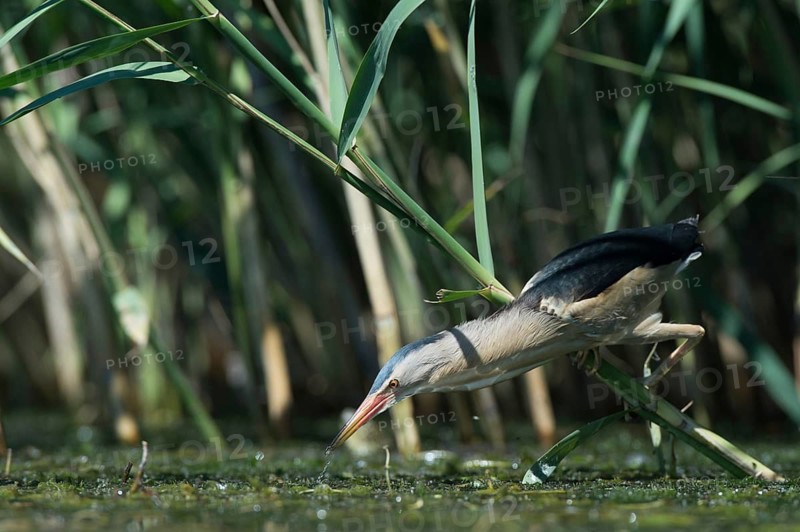 Little Bittern (Ixobrychus minutus) foraging, Bulgaria