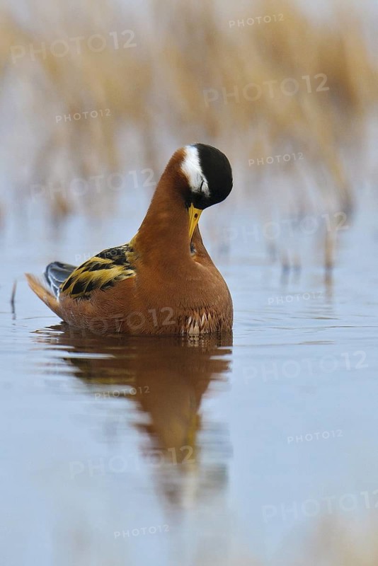 Red Phalarope (Phalaropus fulicarius), Alaska, USA