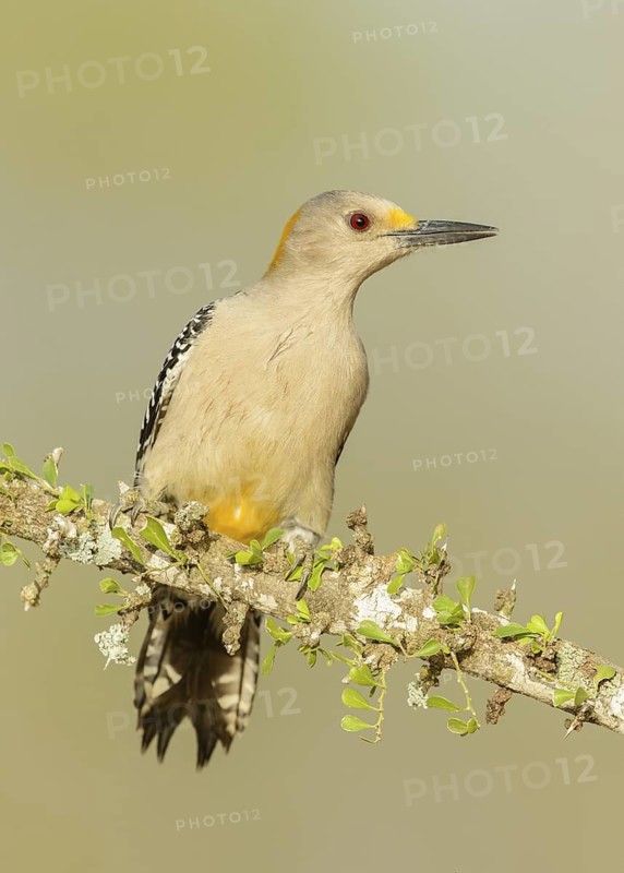 Golden-fronted Woodpecker (Melanerpes aurifrons) female, Texas, USA