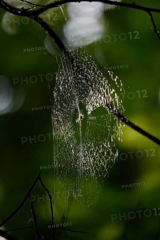 Web of a spider, May, Germany