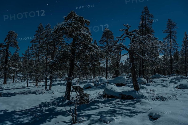 Snowy forest in moonlight, Norrbotten, Lapland, Sweden, December 2022