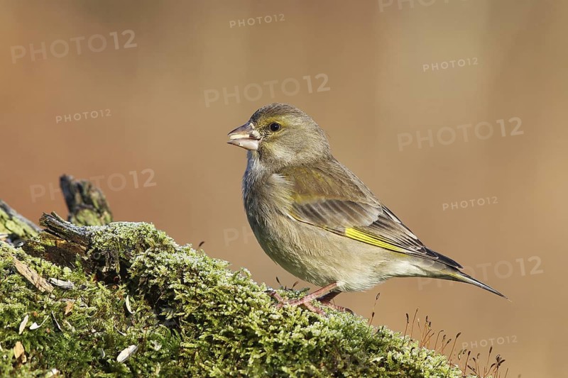 European Greenfinch (Chloris chloris), Baden-Wuerttemberg, Germany
