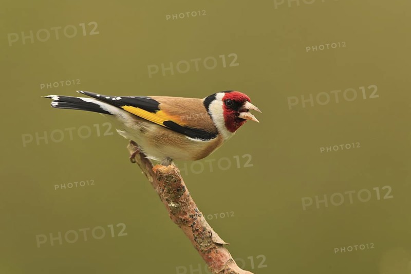 European Goldfinch (Carduelis carduelis) singing, Germany