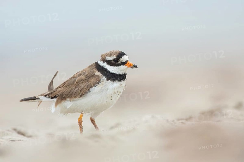 Common Ringed Plover (Charadrius hiaticula), Schleswig-Holstein, Germany