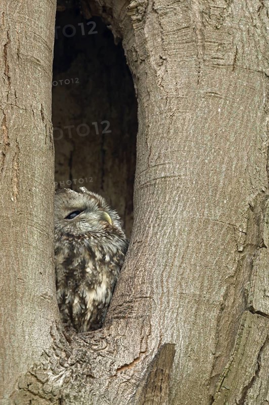Tawny Owl (Strix aluco) peering out from hole in tree, North Rhine-Westphalia, Germany