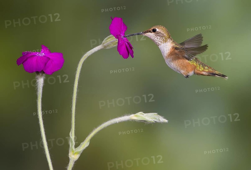 Rufous Hummingbird Female (Selasphorus rufus) - (Selasphorus rufus) - Victoria BC, Canada