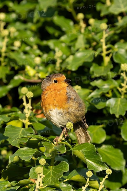 European robin (Erithacus rubecula) adult garden bird on an Ivy (Hedera helix) plant, Suffolk, England, United Kingdom