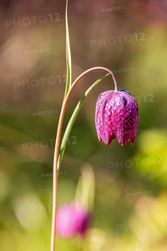 Close up at a Snake's head fritillary (Fritillaria meleagris) flower a sunny day on a meadow