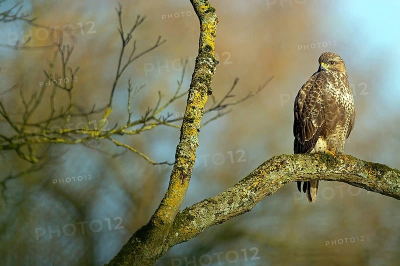 Buzzard, (Buteo buteo), on perch, animals, birds, buzzards, birds of prey, Luisenpark, Mannheim, Baden-Württemberg
