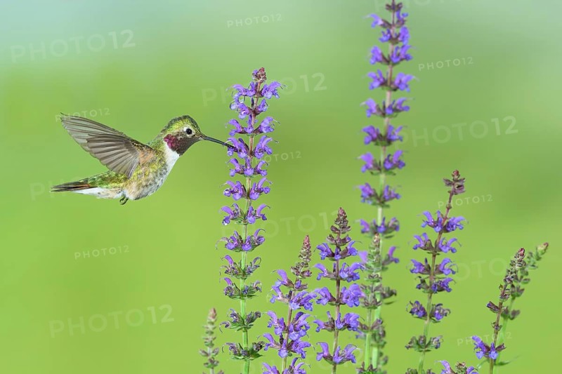 Broad-tailed Hummingbird (Selasphorus platycercus) male flying, Colorado, USA