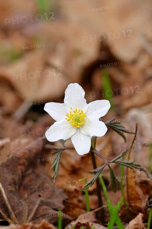 Wood anemone (Anemone nemorosa), flower, close-up, early bloomer, spring, Wilnsdorf, North Rhine-Westphalia, Germany