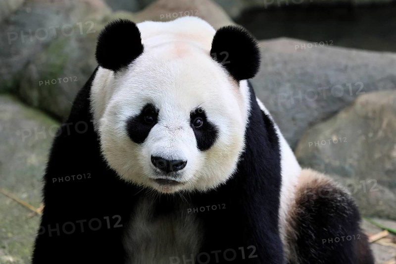 Giant Panda (Ailuropoda melanoleuca), adult, portrait, China