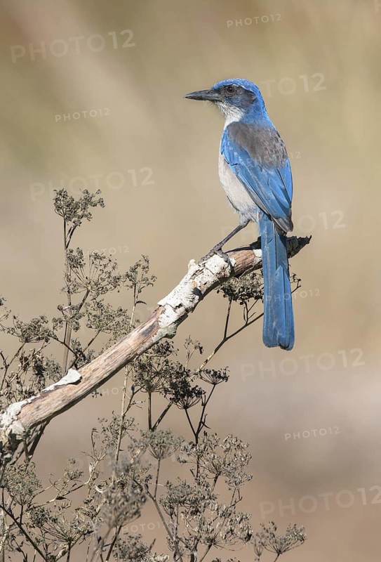 Island Scrub Jay (Aphelocoma insularis), California, USA