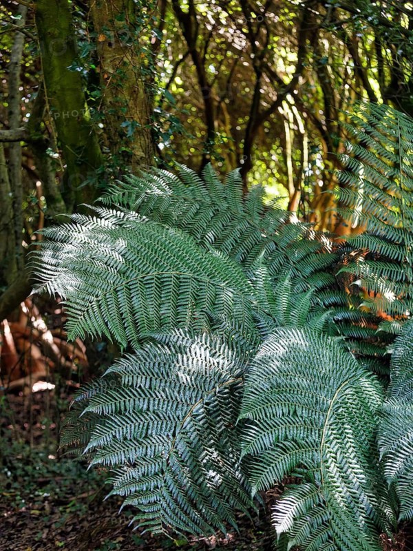 Fern fronds in the undergrowth, Lost Gardens of Heligan, Cornwall, England, Great Britain