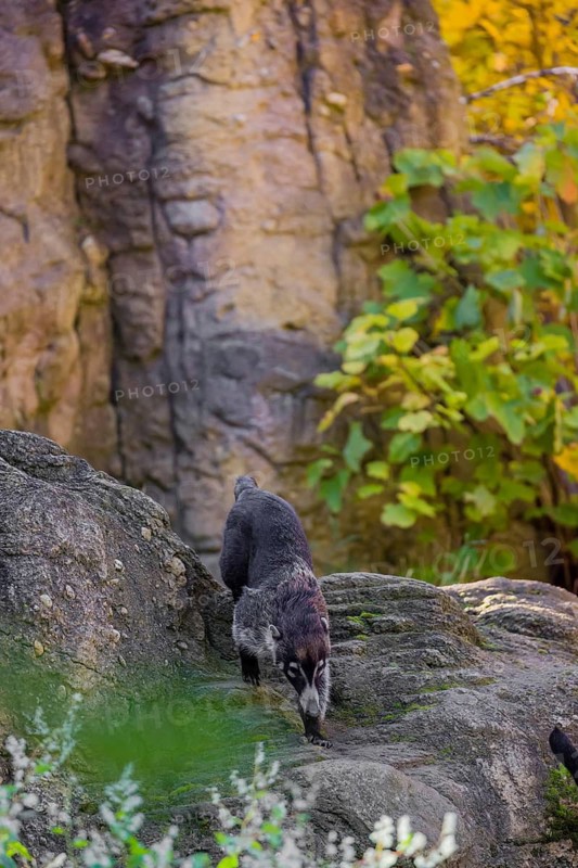 A white-nosed coati (nasua narica) runs on rocky terrain in a forest