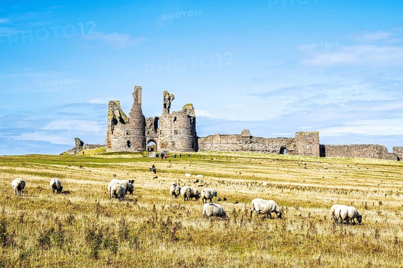 Sheeps around Ruins of Dunstanburgh Castle, Northumberland Coast, England, UK
