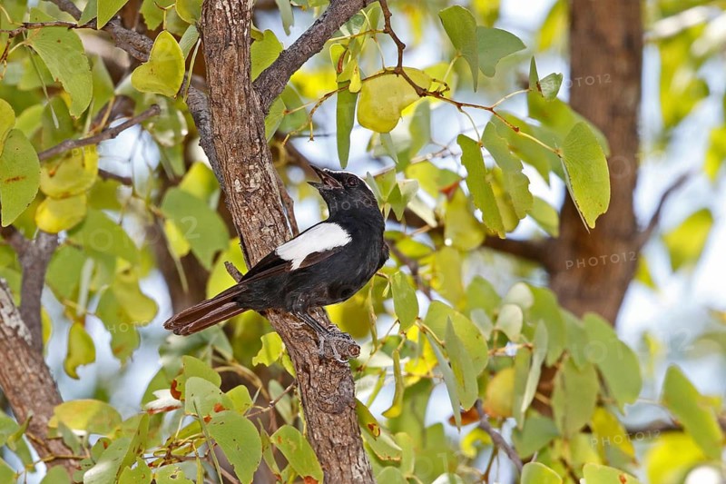 Arnott's Chat (Myrmecocichia arnotti)