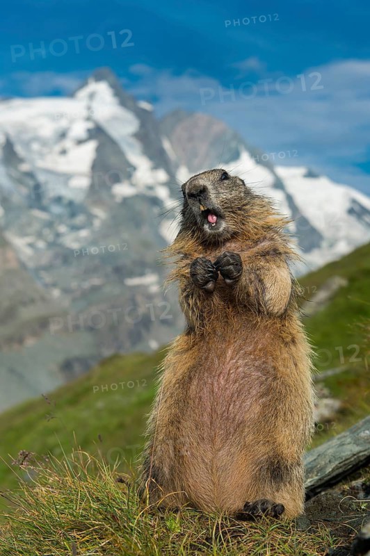 Alpine Marmot (Marmota marmota) adult in alpine landscape, High Tauern National Park, Carinthia, Austria