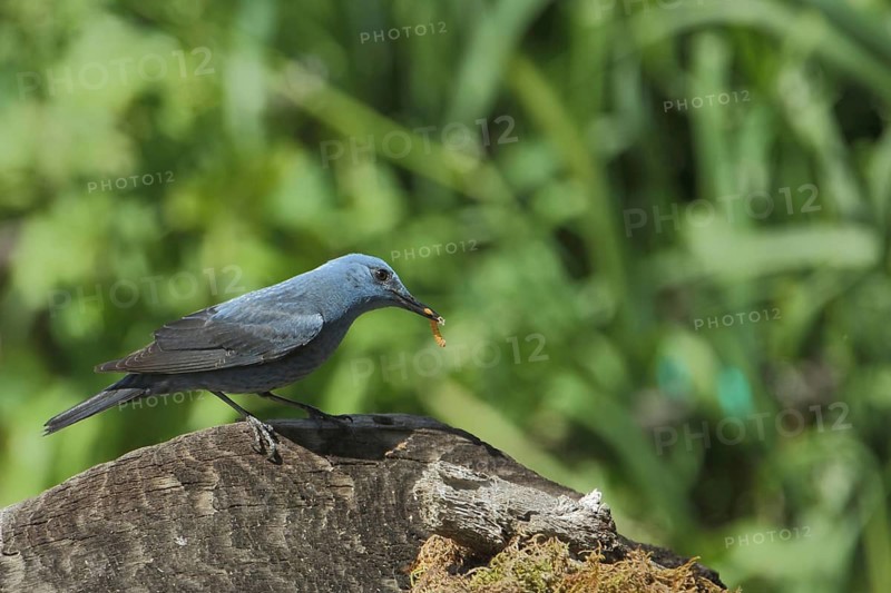 Male blue rock thrush (Monticola solitarius) with food in its beak, nature photograph, Sierra de las Villuercas, Cabanas del Castillo, Sierra de Guadalupe, Extremadura, Spain
