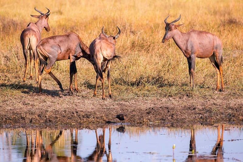 Africa, Botswana, antelope, lyrebird, Botswana