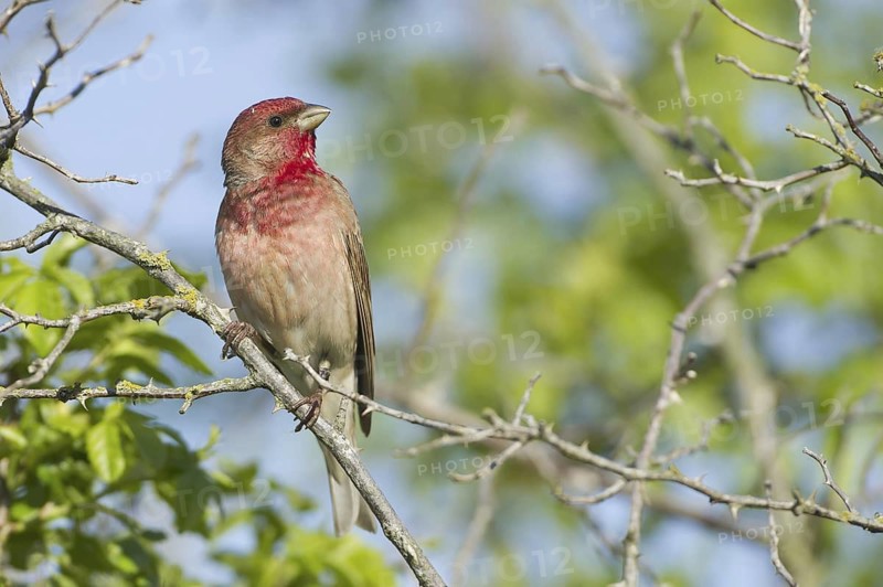 Common Rosefinch (Carpodacus erythrinus) male, Mecklenburg-Western Pomerania, Germany