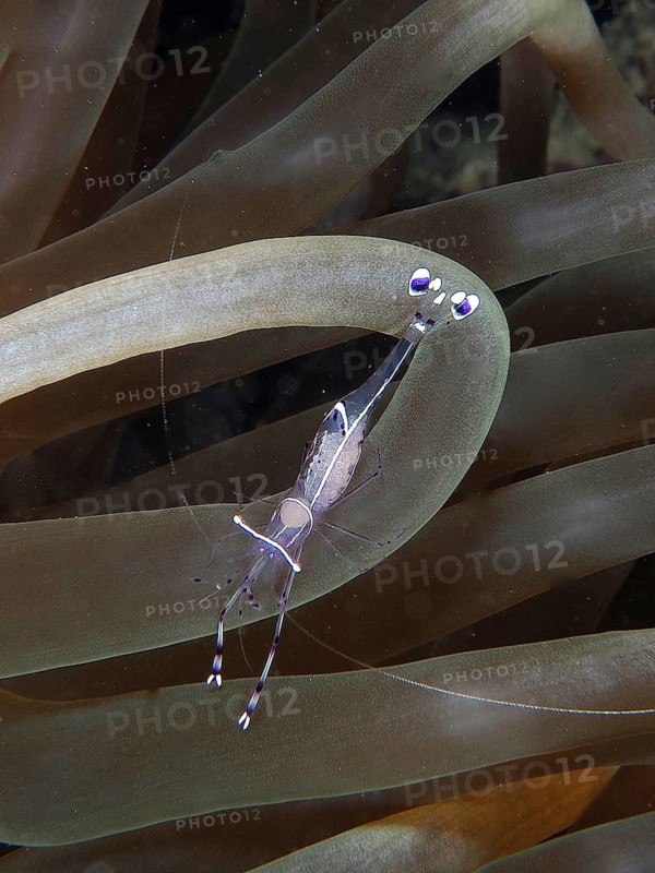 Red Sea partner shrimp (Periclimenes longicarpus)