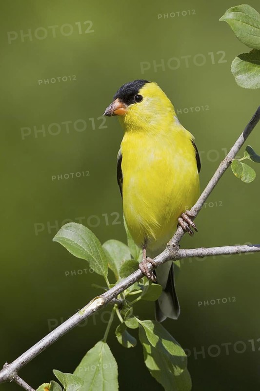 American Goldfinch (Spinus tristis) male, Ontario, Canada