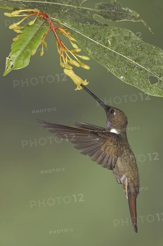 Brown Inca (Coeligena wilsoni), Ecuador